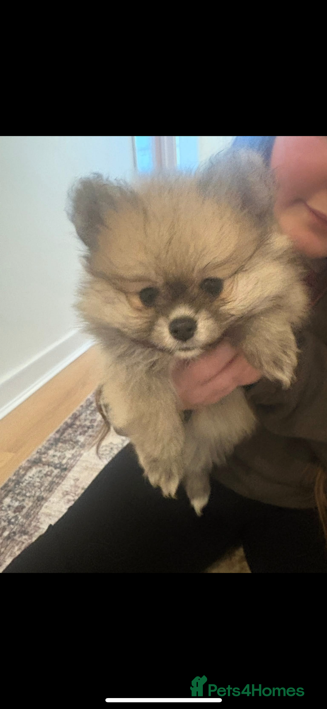 Pomeranian dogs for sale: Ready now***tiny teddy faced Pomeranian baby’s.  - Advert 16