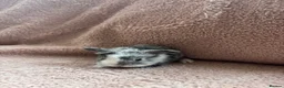 Lionhead rabbits for sale: 8 bunnies looking to be reserved - Advert 9
