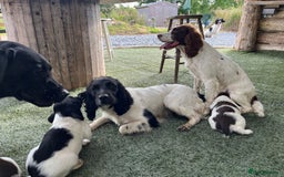 English Springer Spaniel dogs for sale: Health Tested & Part Trained - Image 13