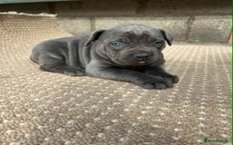 Cane Corso dogs for sale: Cane corso pups - Image 8