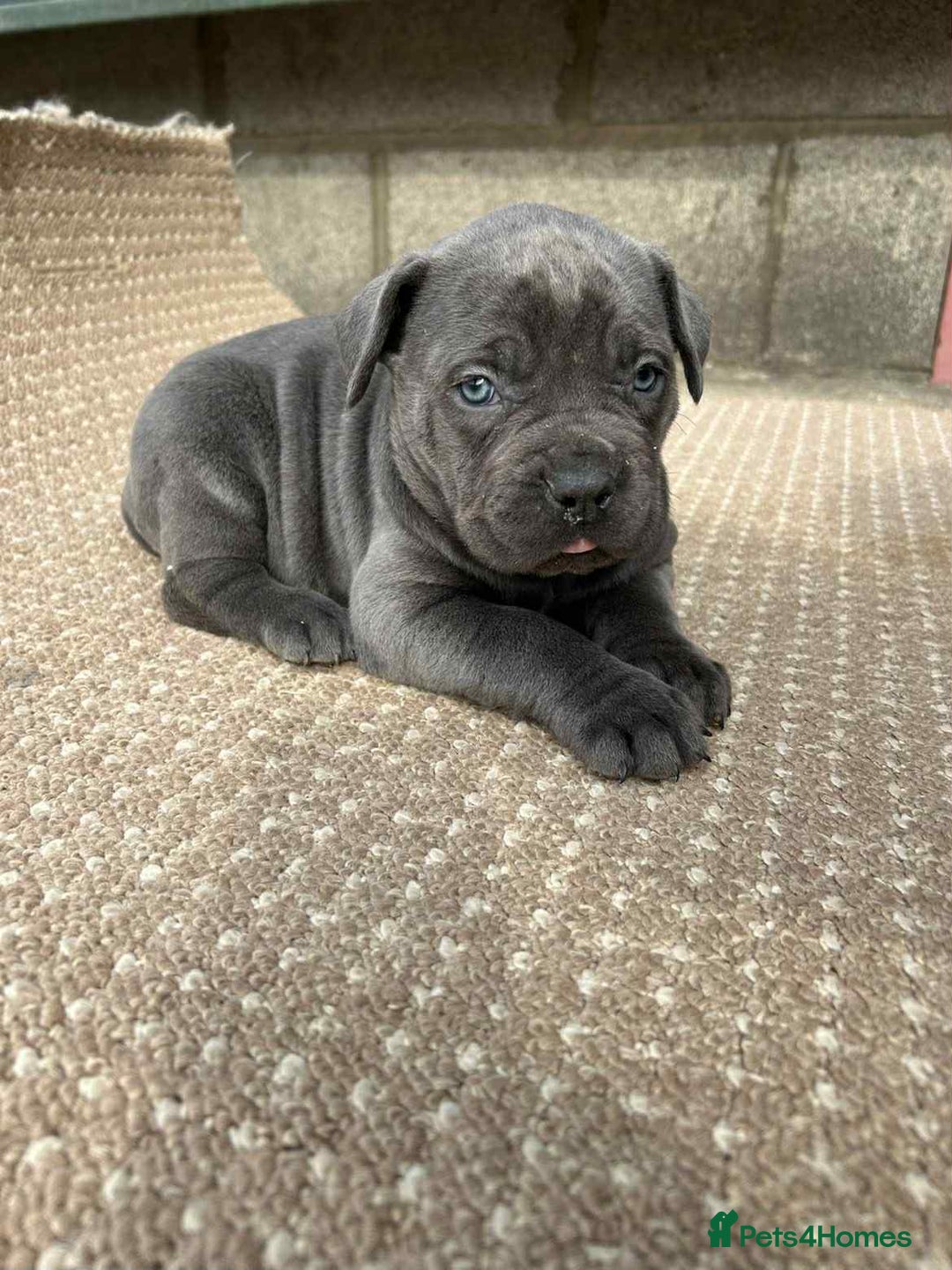 Cane Corso dogs for sale: Cane corso pups - Image 8