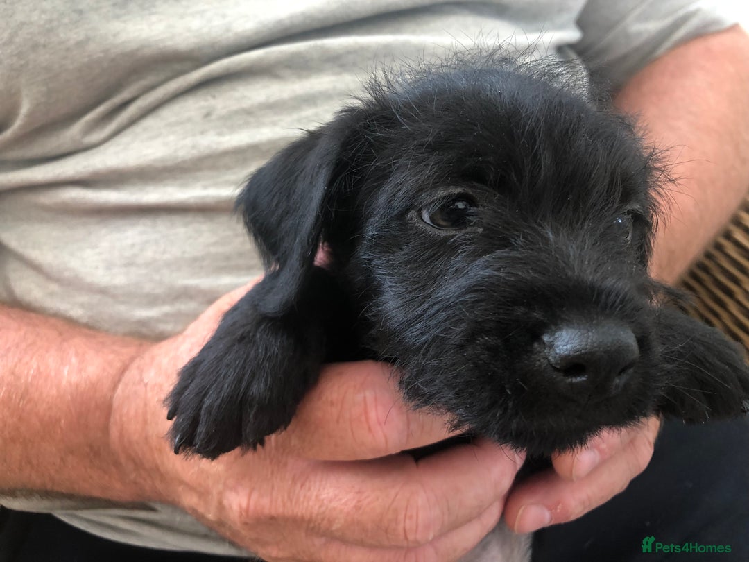 Mixed Breed dogs for sale: Patterdale Black puppies - Image 14