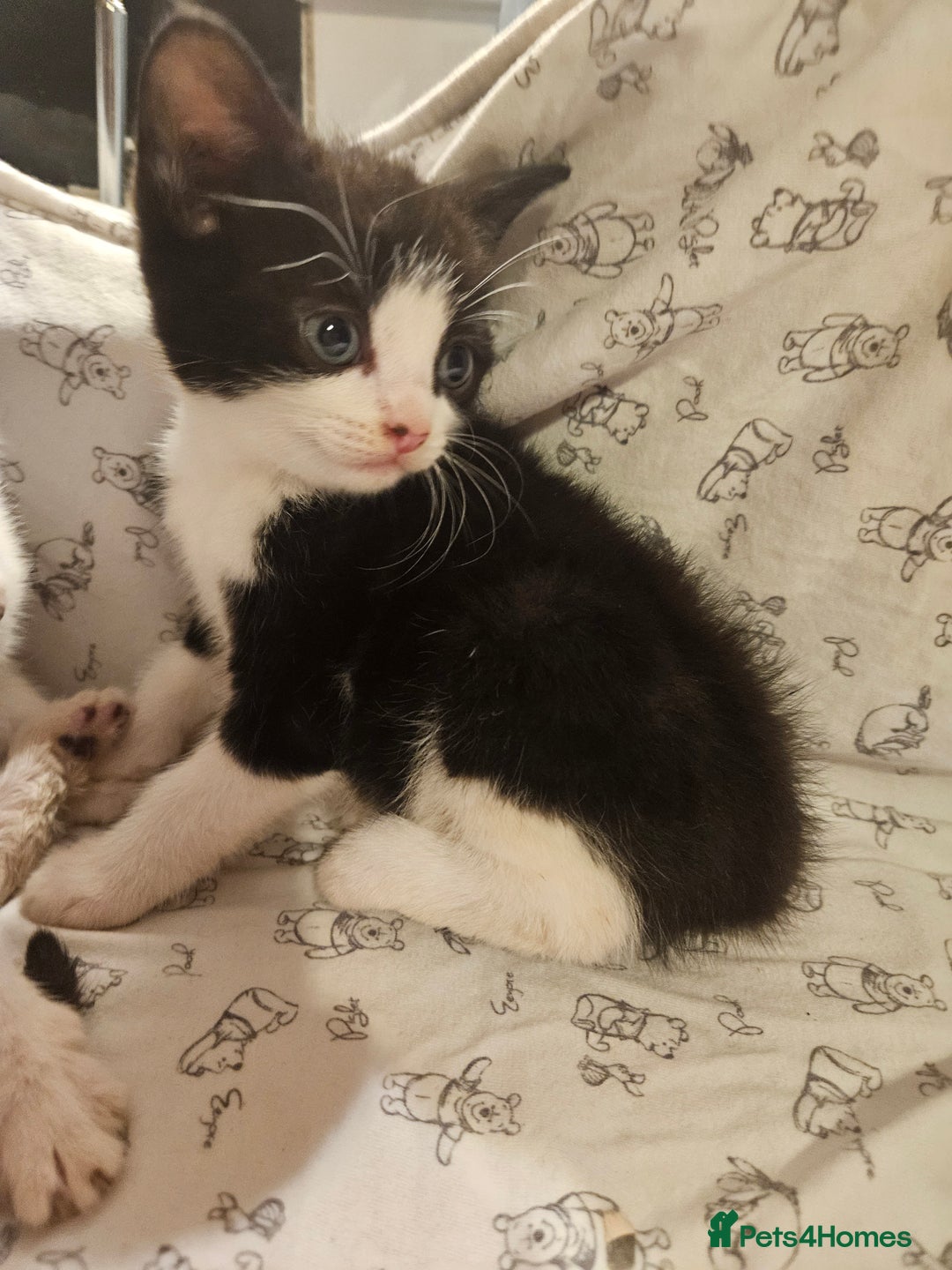 Mixed Breed cats for sale: Four adorable kittens - Image 6