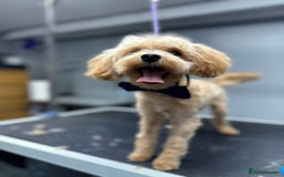 Maltipoo dogs for sale: Waffle  - Image 3
