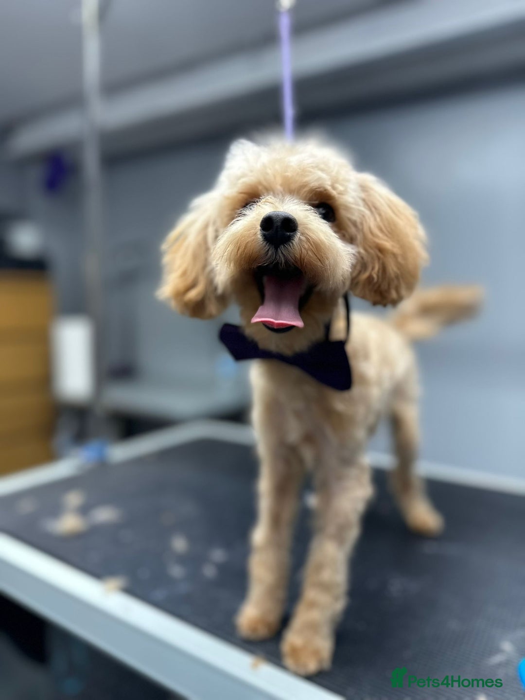 Maltipoo dogs for sale: Waffle  - Image 3