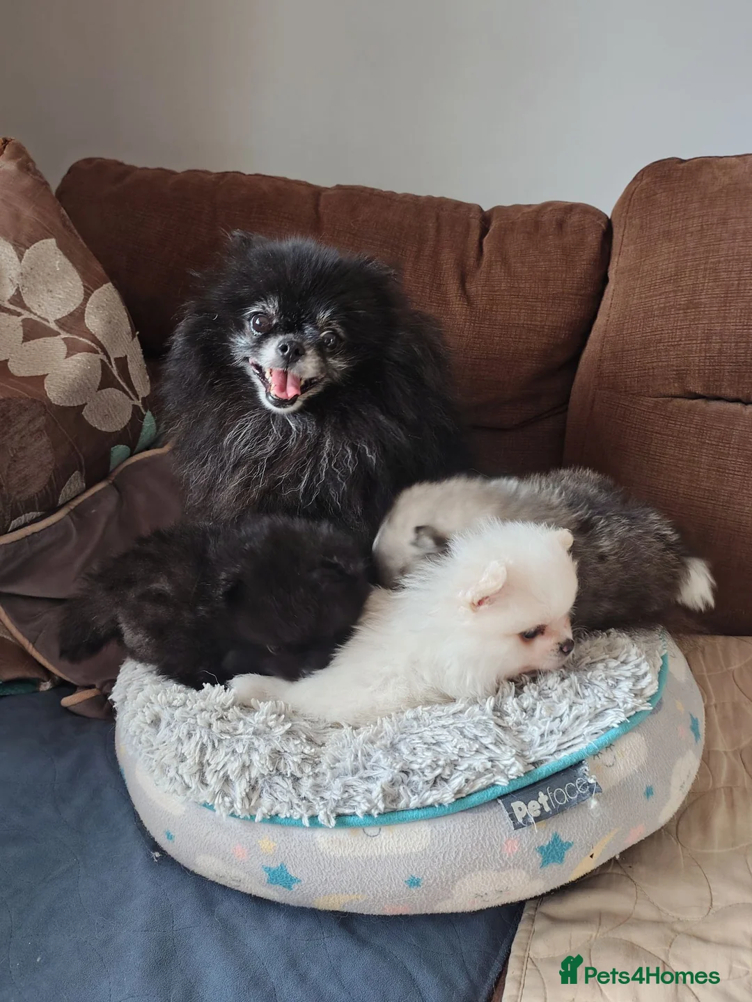 Pomeranian dogs for sale: Pom puppies with Kc reg , pedigree for sale - Advert 2