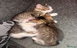 Mixed Breed cats for sale: MIXED TABBY - Image 2