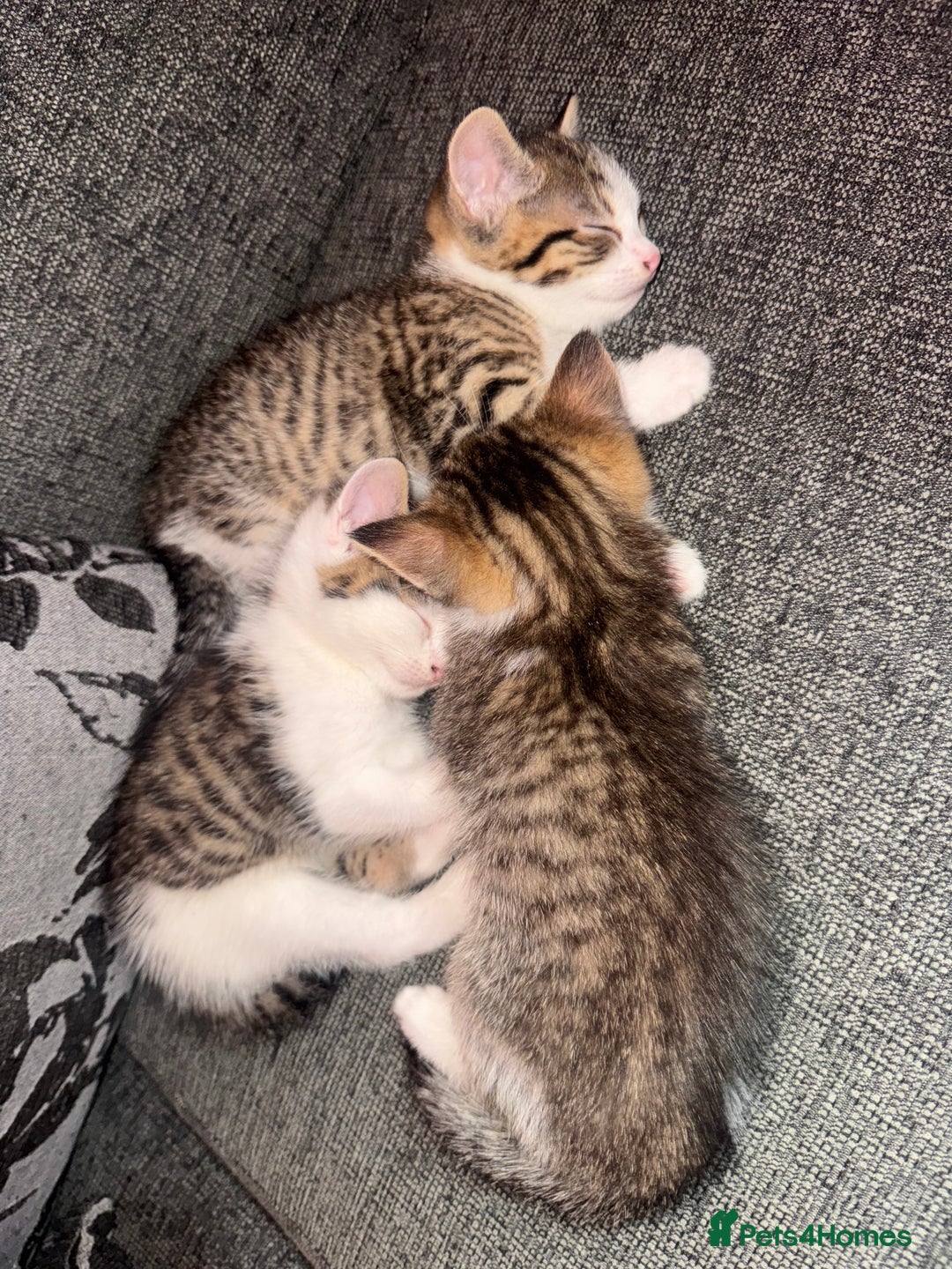Mixed Breed cats for sale: MIXED TABBY - Image 2