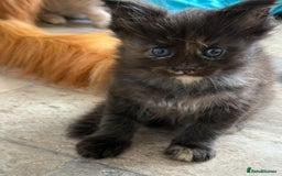 Maine Coon cats for sale: GCCF Reg Main Coon Kittens - Image 3