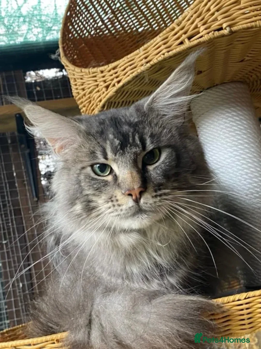 Maine Coon cats for sale: Stunning Tica registered Maine Coon Girl  - Advert 9