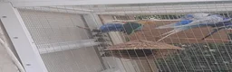 Lovebirds birds for sale: Young lovebirds unsexed, untamed - Advert 7