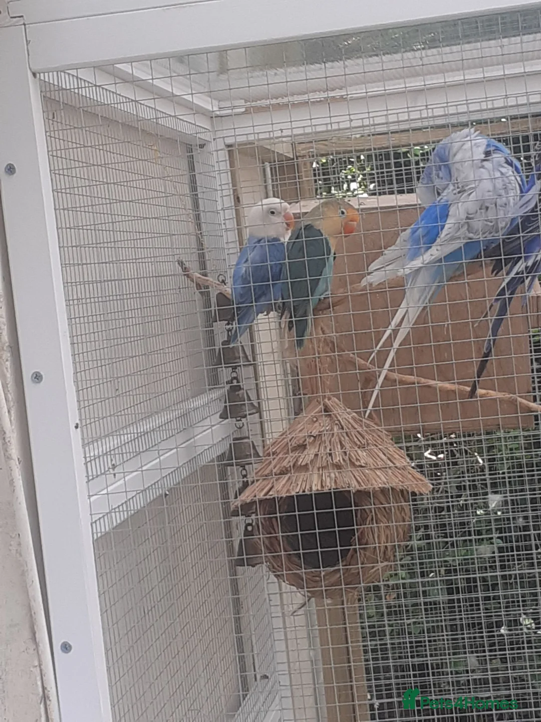 Lovebirds birds for sale: Young lovebirds unsexed, untamed - Advert 7