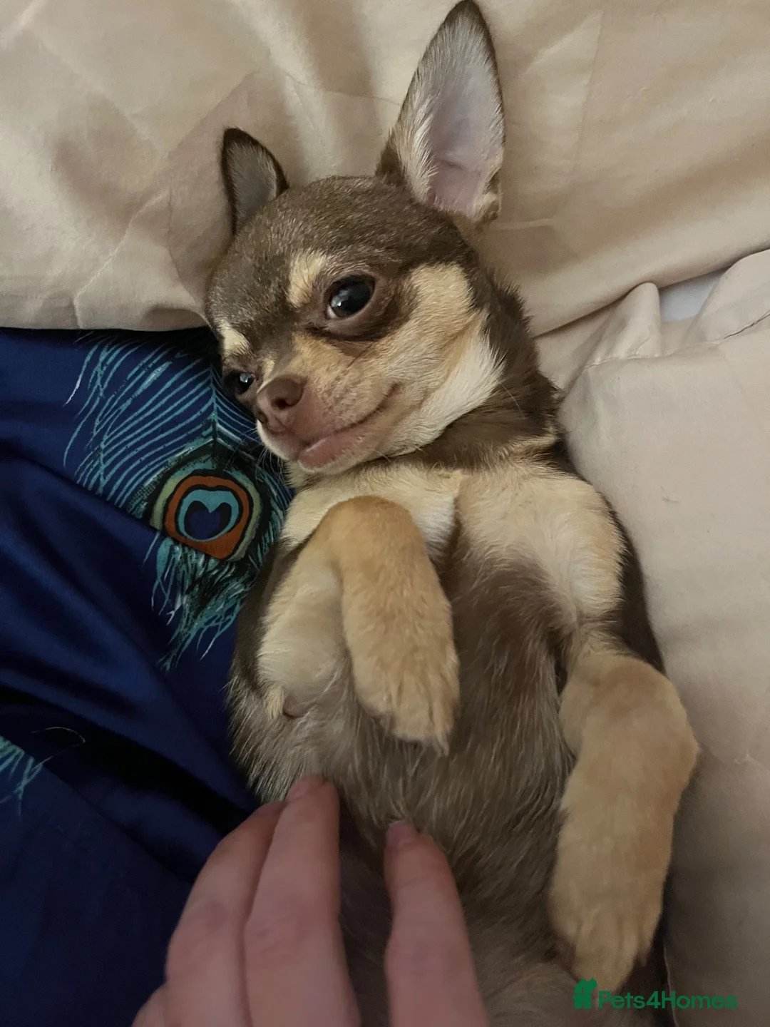 Chihuahua dogs for sale: 1 year old tiny male chihuahua  in Liverpool - Advert 7