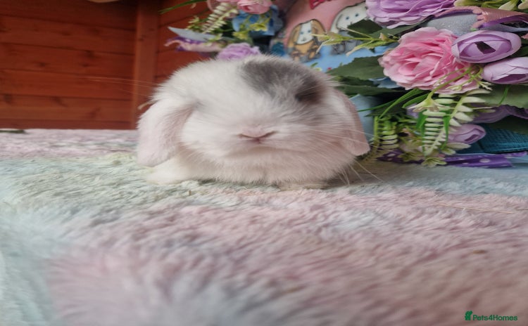 Mini Lop rabbits - Advert 13