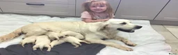 Golden Retriever dogs for sale: EXCEPTIONAL SHOW GOLDEN RETREIVER PUPPIES. - Advert 21