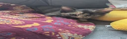 Russian Blue cats for sale: Russian Blue X Ragdoll kittens (Russian Dolls) - Advert 1
