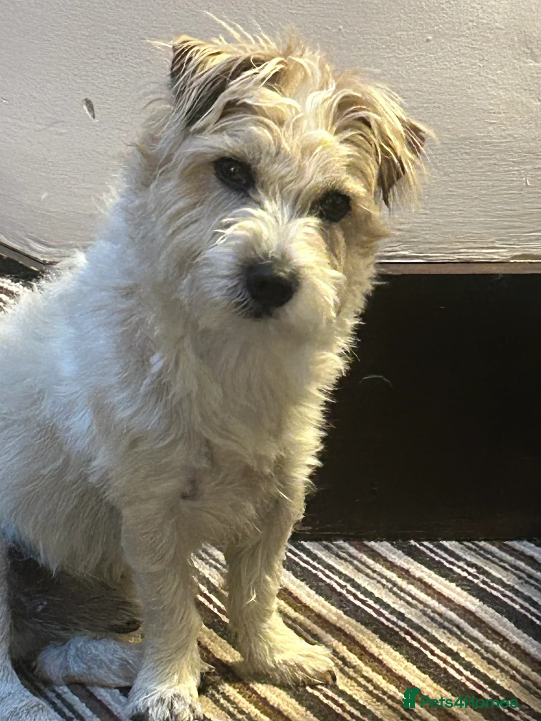 Parson Russell dogs for stud: Parson jack russell terrier  in Barnsley - Advert 5