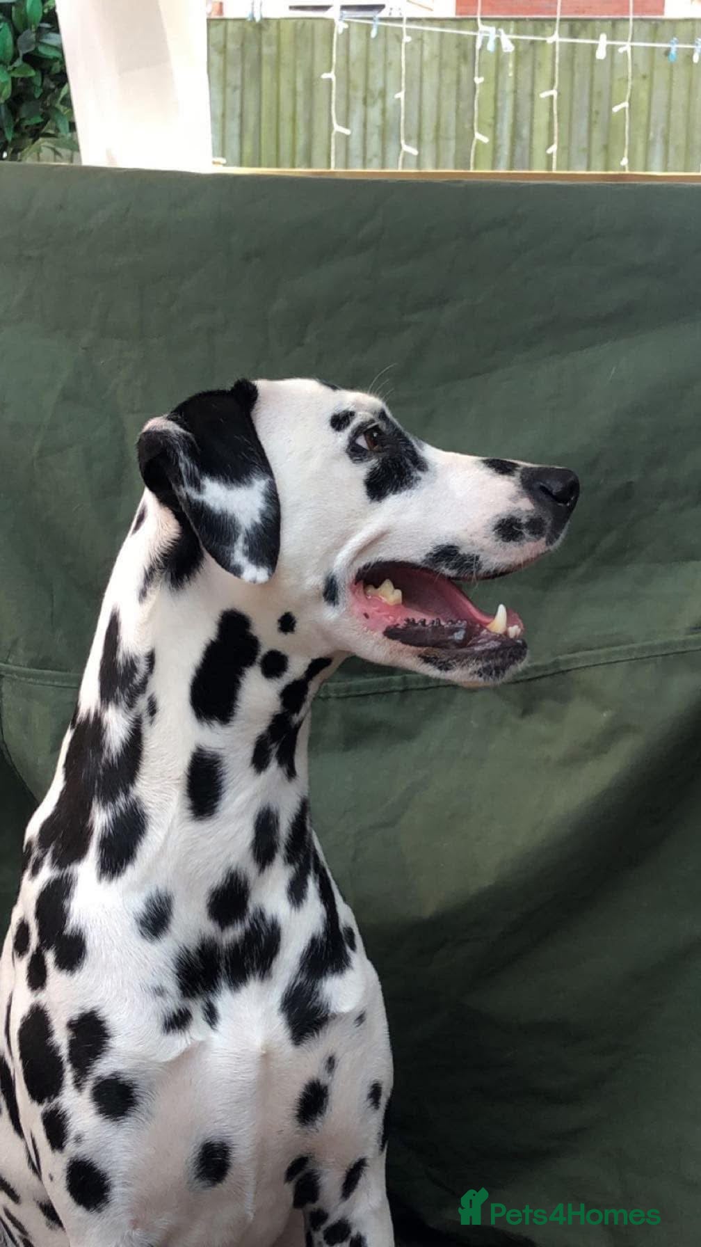 Dalmatian dogs Stunning Litter of Dalmations - Advert 2