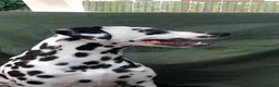 Dalmatian dogs for sale: Stunning Litter of Dalmations - Advert 1