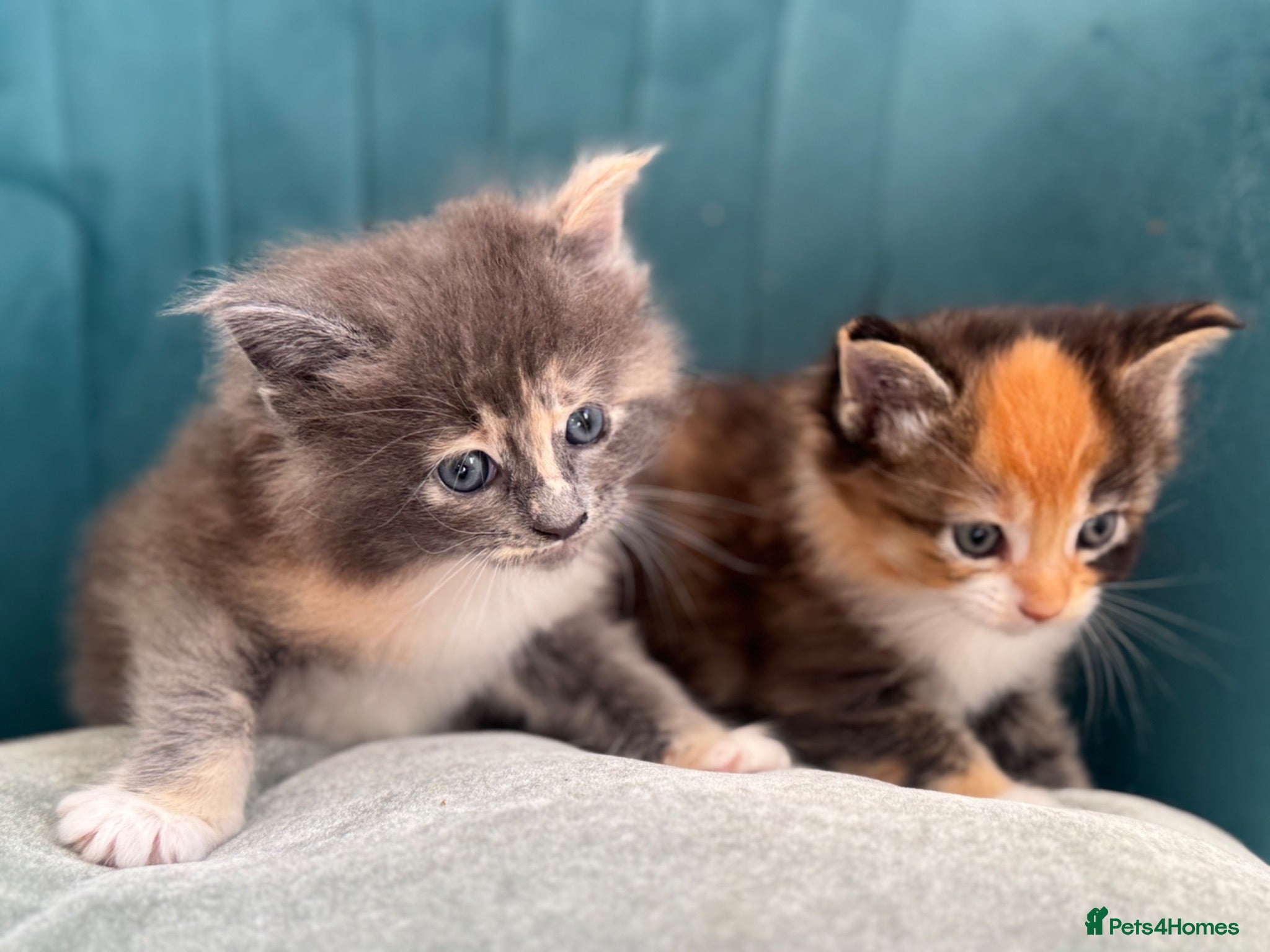Ragcoon cats Beautiful Ragcoon kittens - Advert 1