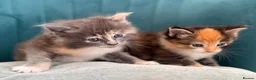 Ragcoon cats for sale: Beautiful Ragcoon kittens - Advert 1