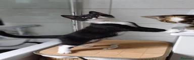 N/A