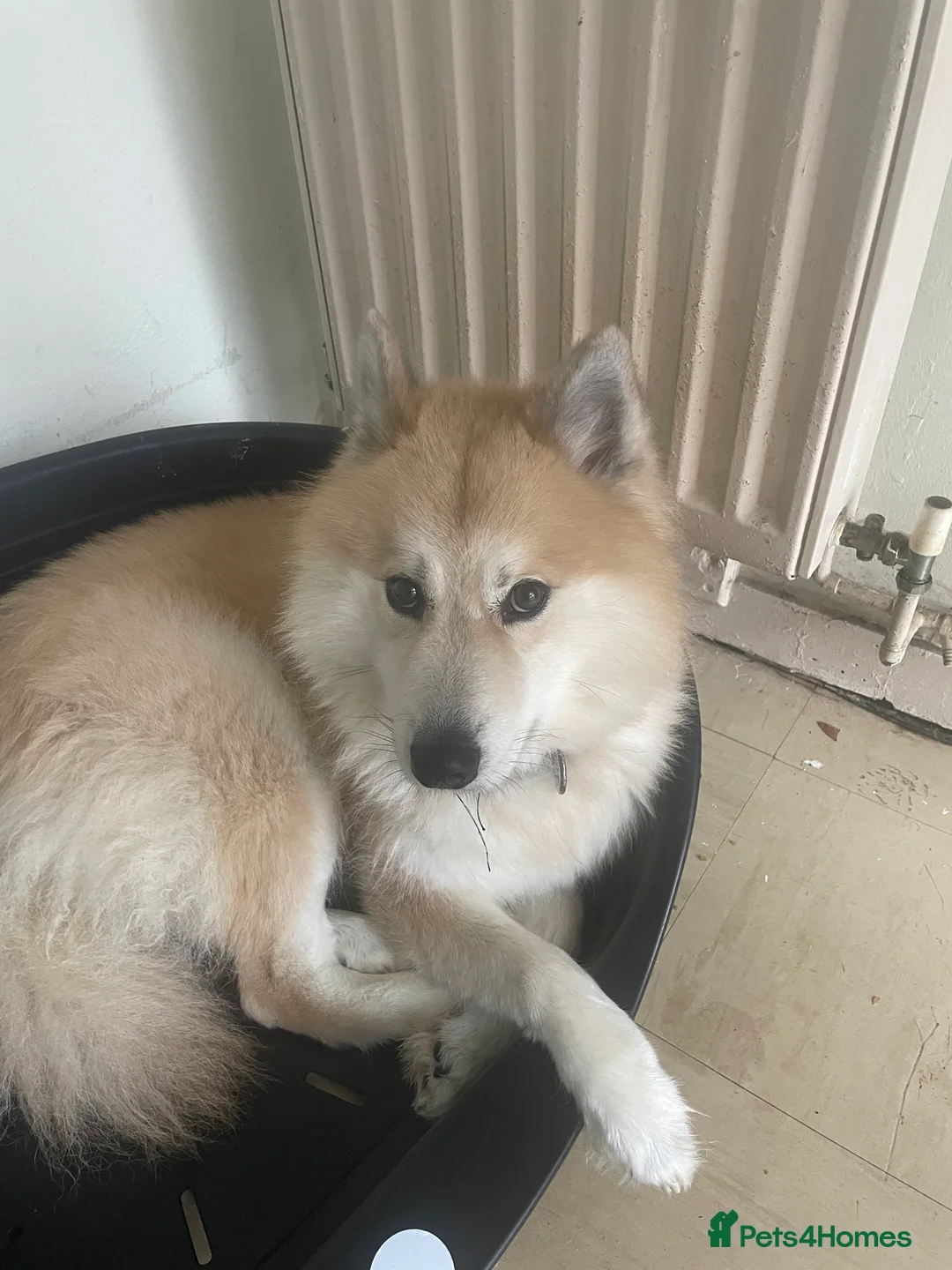 Pomsky dogs for sale: Loving pomsky looking for new forever home  - Advert 3