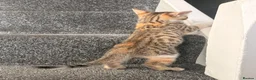 Mixed Breed cats for sale: BENGAL X DSH X BSH ADORABLE FLUFFY KITTEN - Advert 17
