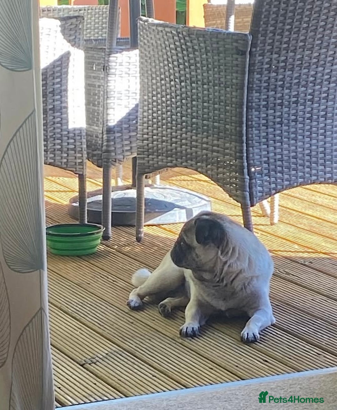 Pug dogs for sale: The sweetest 8 year old Female Pug  - Advert 14