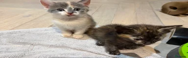 💙 Kitten 2