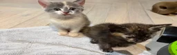 Mixed Breed cats for sale: 3 Gorgeous Ragdoll Cross Kittens🐾💙💙💗 - Advert 4