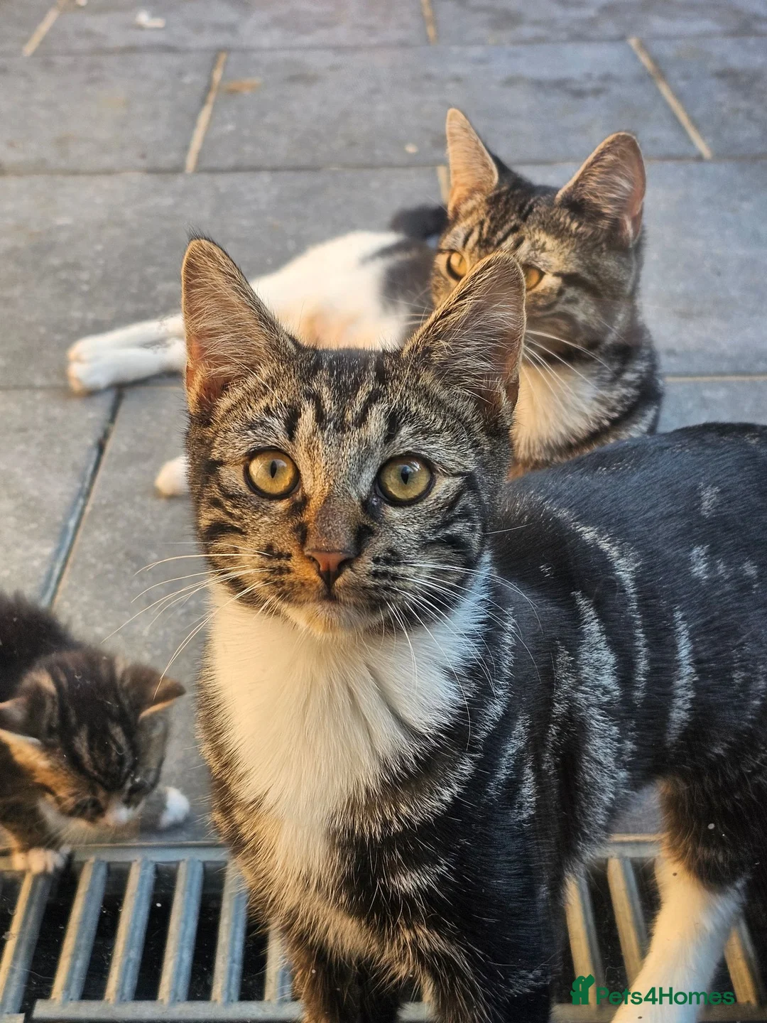 European cats for sale: Beautiful Tabby Kittens - Friendly, Playful in Hemel Hempstead - Advert 2
