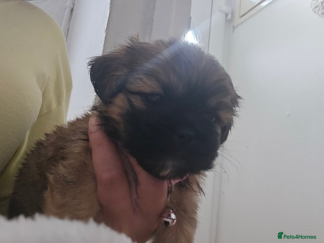Shih Tzu dogs for sale: Shih tzu - Image 3