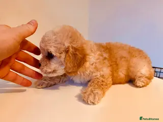 Shihpoo dogs Adorable toy ShihPoo - ready to leave - Advert 5