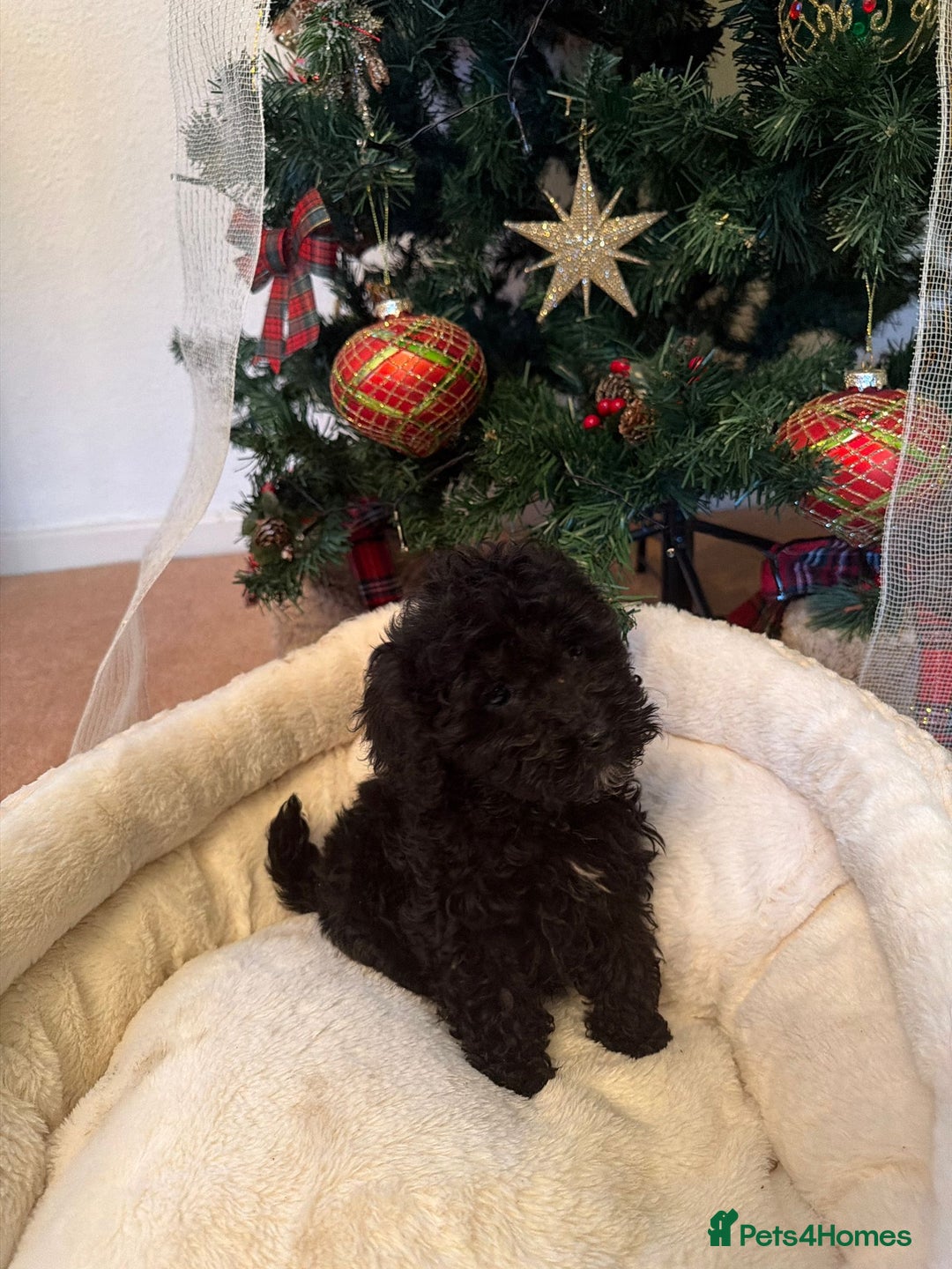 Cavapoo dogs for sale: Beautiful toy Cavapoo puppies for sale - Advert 3
