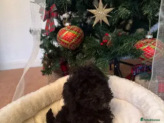 Cavapoo dogs (1 left) Beautiful toy Cavapoo black boy left - Advert 4