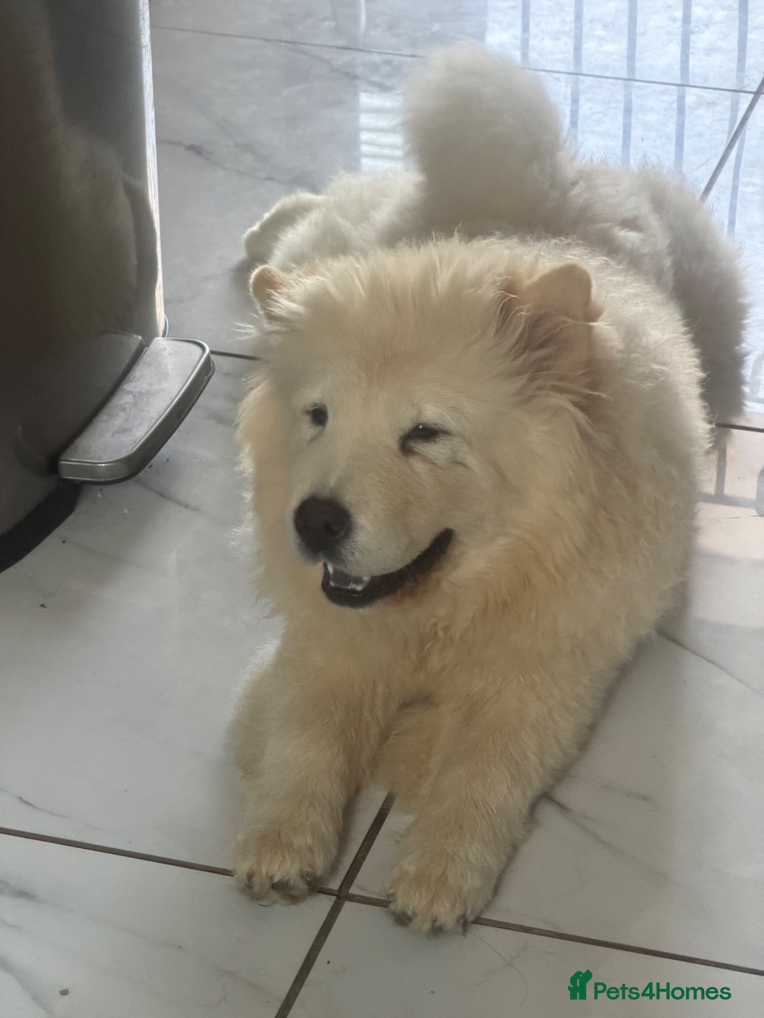 Chow Chow dogs Female chow  - Advert 2