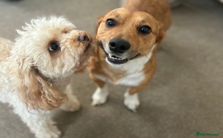 Jack Russell dogs - Advert 1