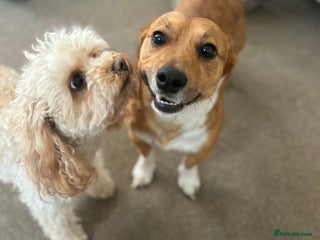 Jack Russell dogs for stud - Advert 1