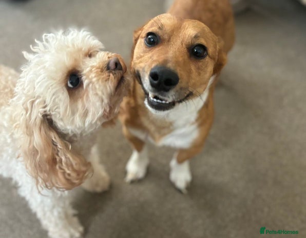 Jack Russell dogs - Advert 1