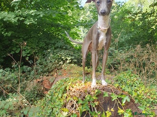 Italian Greyhound dogs Stud wanted - Advert 1