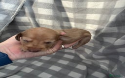 Dachshund dogs for sale: Dapple Dachshund Puppies (5 Girls, 1 Boy) - Image 7