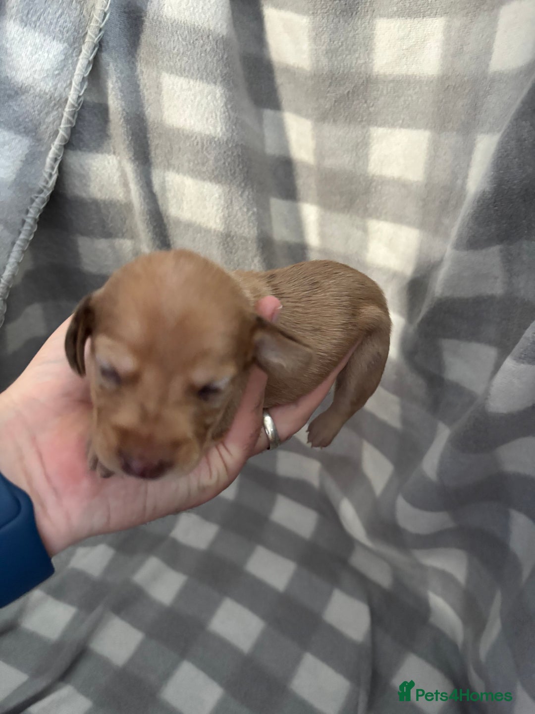 Dachshund dogs for sale: Dapple Dachshund Puppies (5 Girls, 1 Boy) - Image 7
