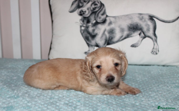 Dachshund dogs - Advert 1
