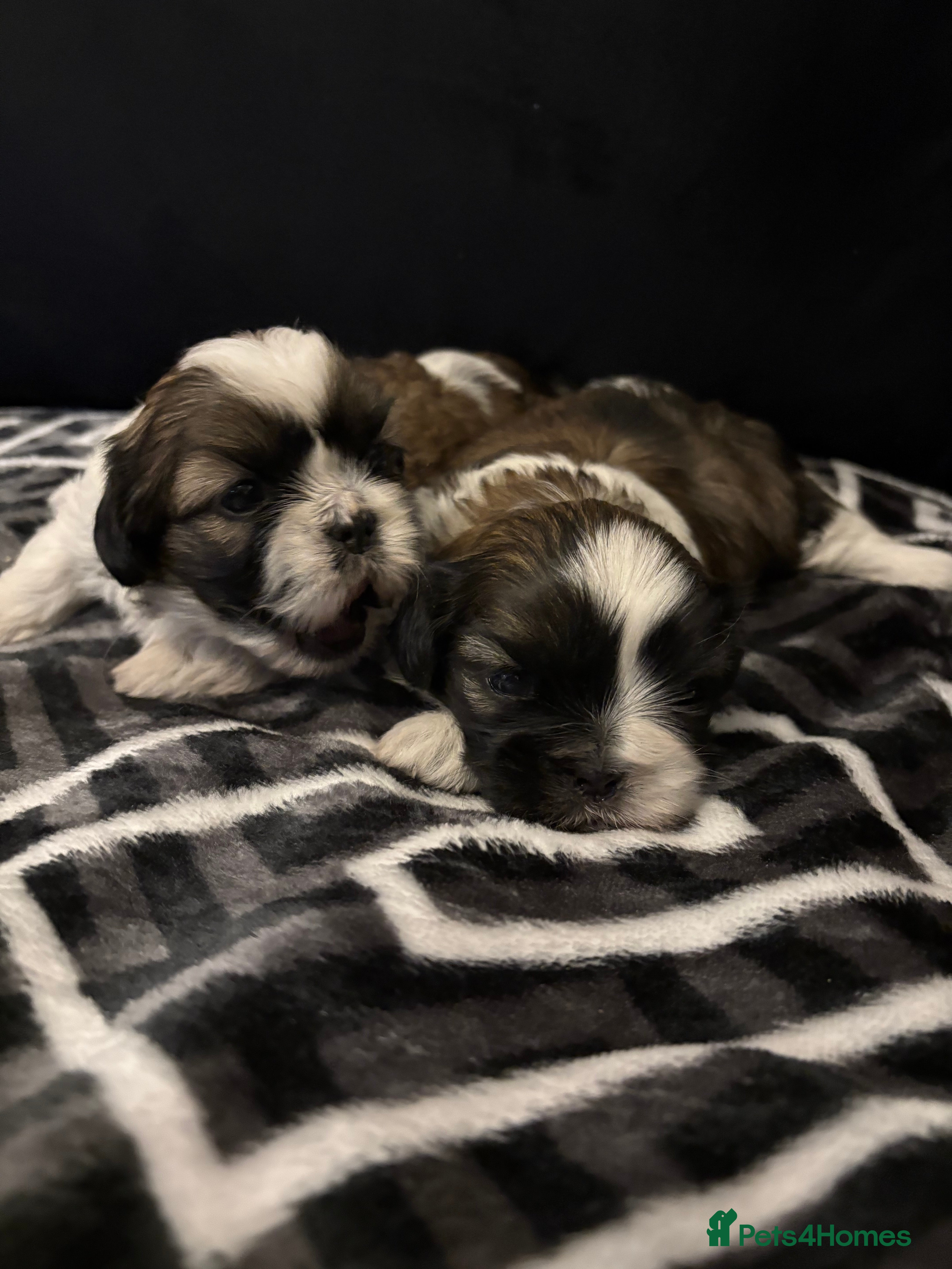 Shih Tzu dogs 2 female Shih Tzu puppies  - Advert 1