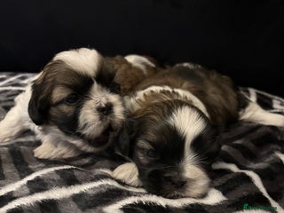 Shih Tzu dogs 2 female Shih Tzu puppies - Advert 1