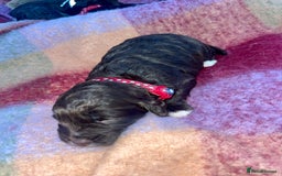 Cockapoo dogs for sale: 7 beautiful cockapoo puppy’s  - Advert 6