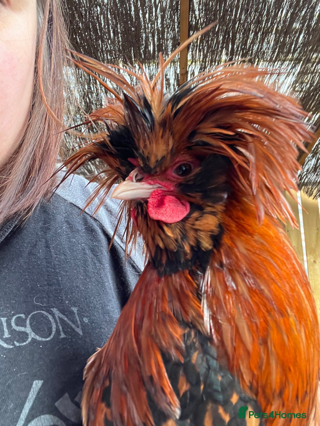 Chickens poultry for sale: Stunning Polish Cockerel Rooster Golden Lace Tame - Advert 4