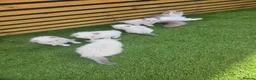 Ragdoll cats for sale: 💫Stunning Ragdoll Kittens 💫 - Advert 6