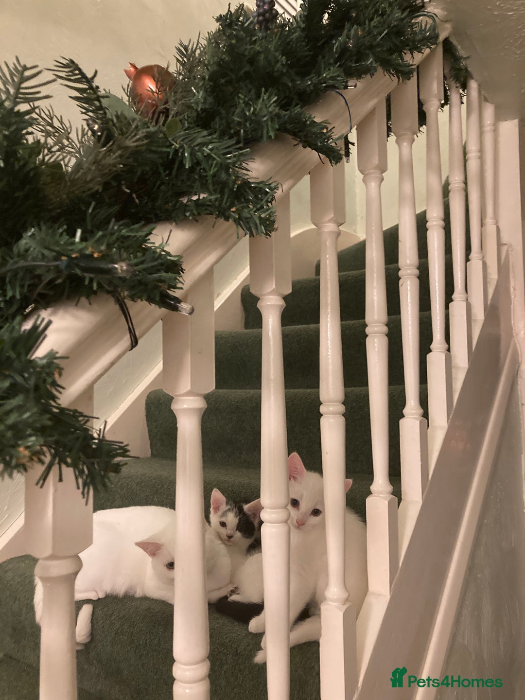 Turkish Van cats for sale: Gorgeous Turkish Van kitten - Advert 9